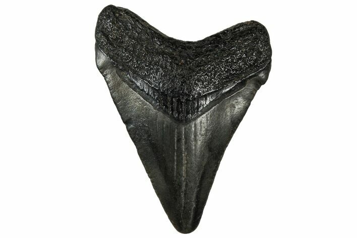 Fossil Chubutensis Tooth - Megalodon Ancestor #313608